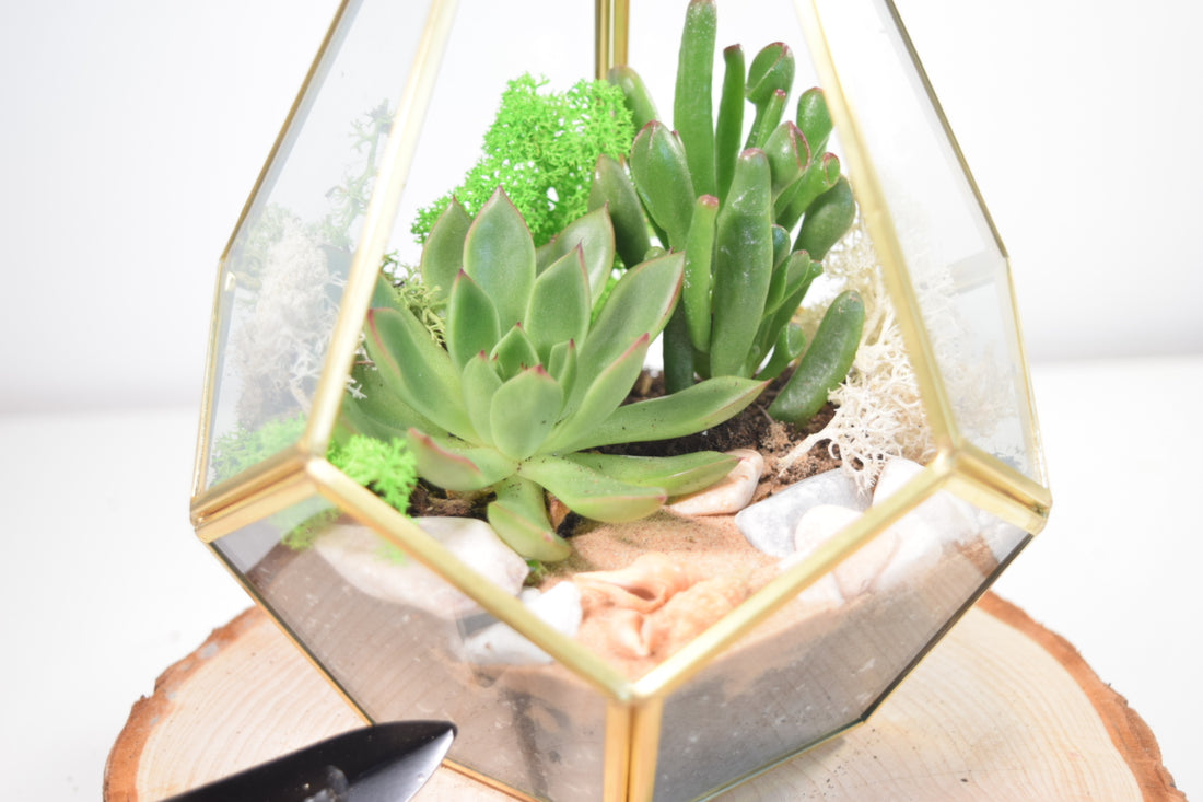 Succulent Terrariums: How to Design a Stunning Succulent Terrarium Step by Step