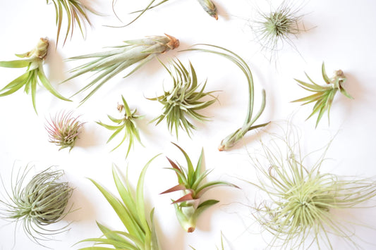 air plant mix