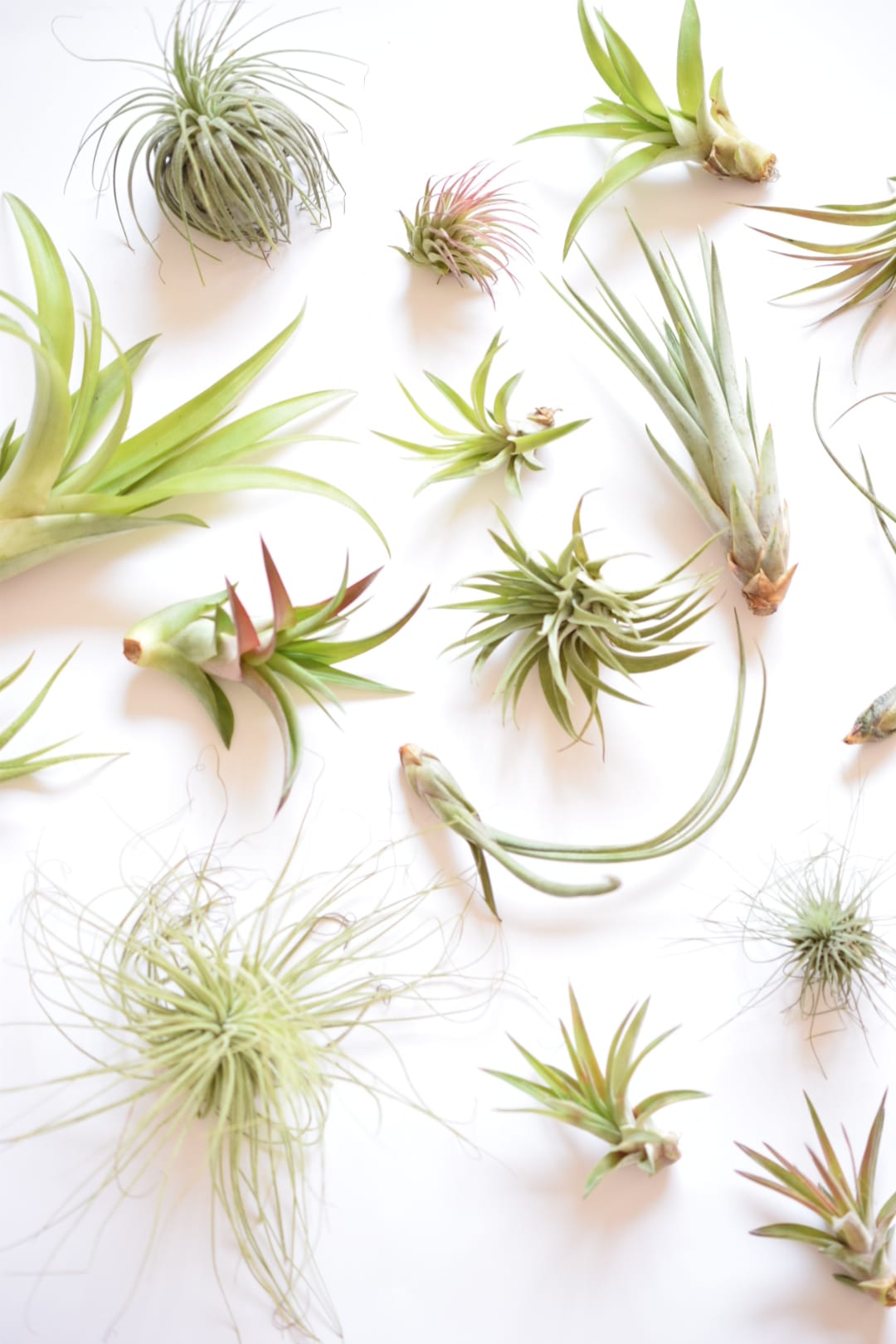 Air Plant Mix