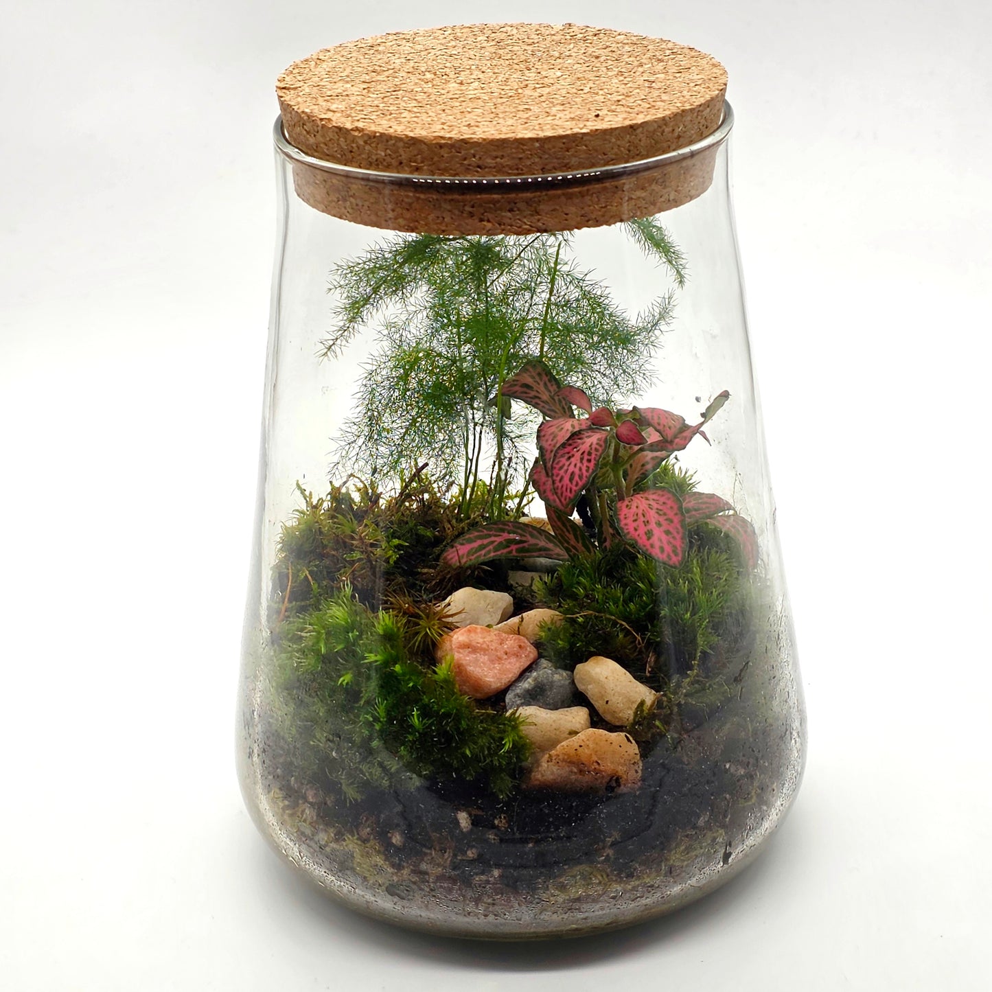 DIY Terrarium Kit with 2 Plants - Closed Terrarium - Everything needed for a terrarium project