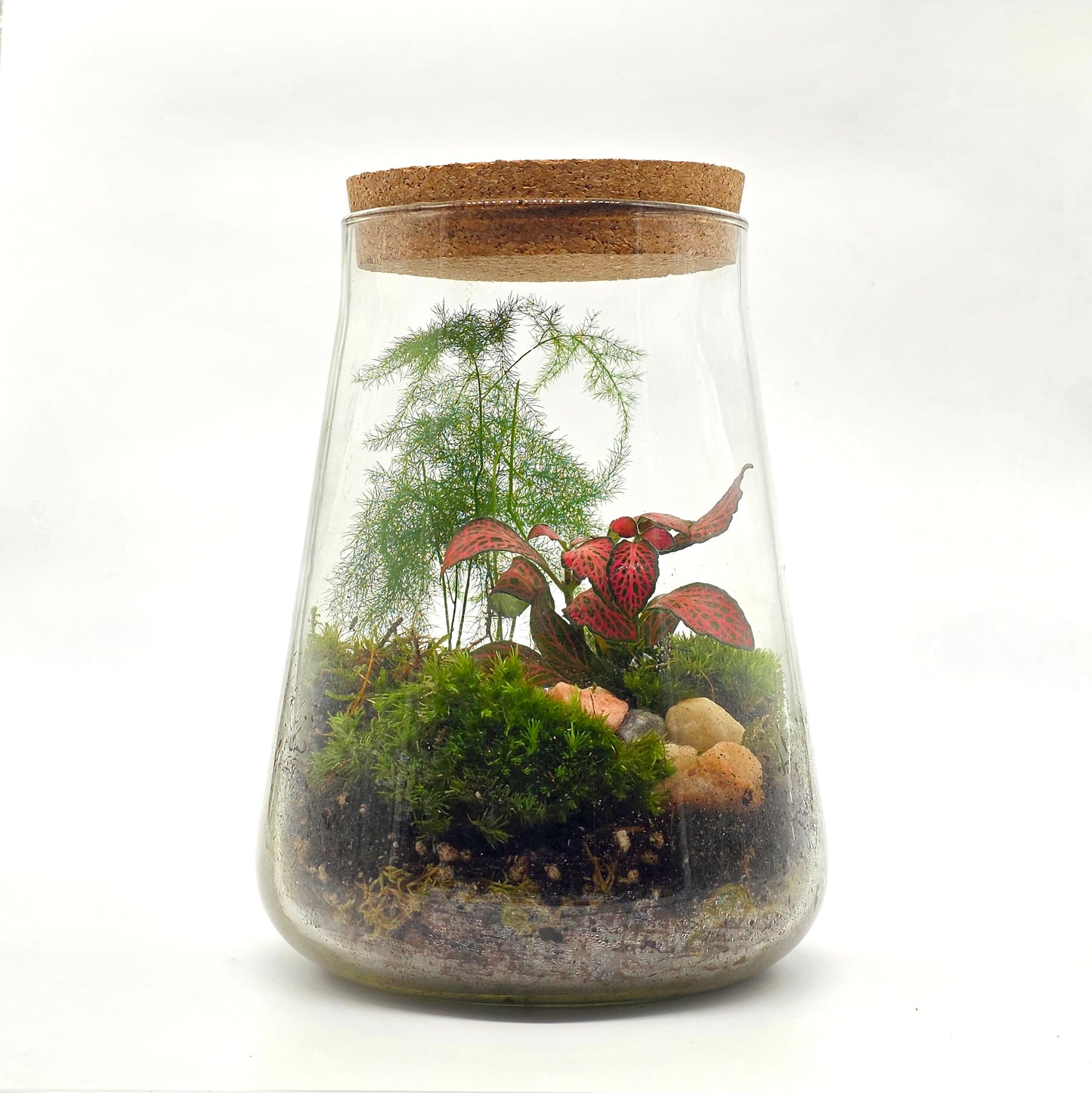 DIY Terrarium Kit with 2 Plants - Closed Terrarium - Everything needed for a terrarium project