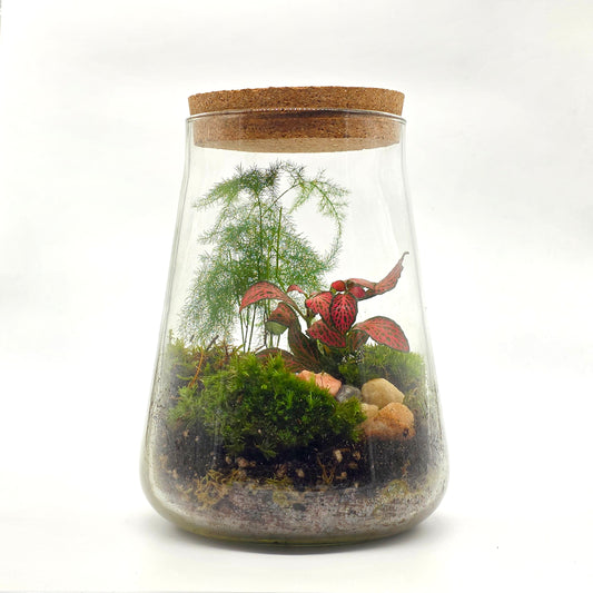 DIY Terrarium Kit with 2 Plants - Closed Terrarium - Everything needed for a terrarium project