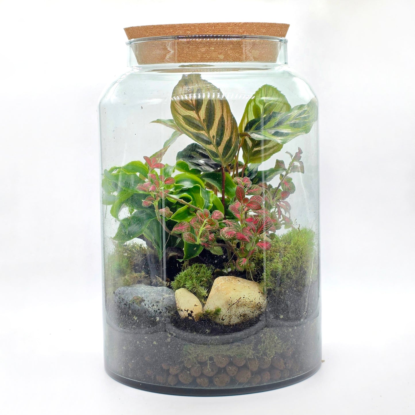 Closed Terrarium Starter Bundle | Large DIY Terrarium Kit + Extra Base Kit