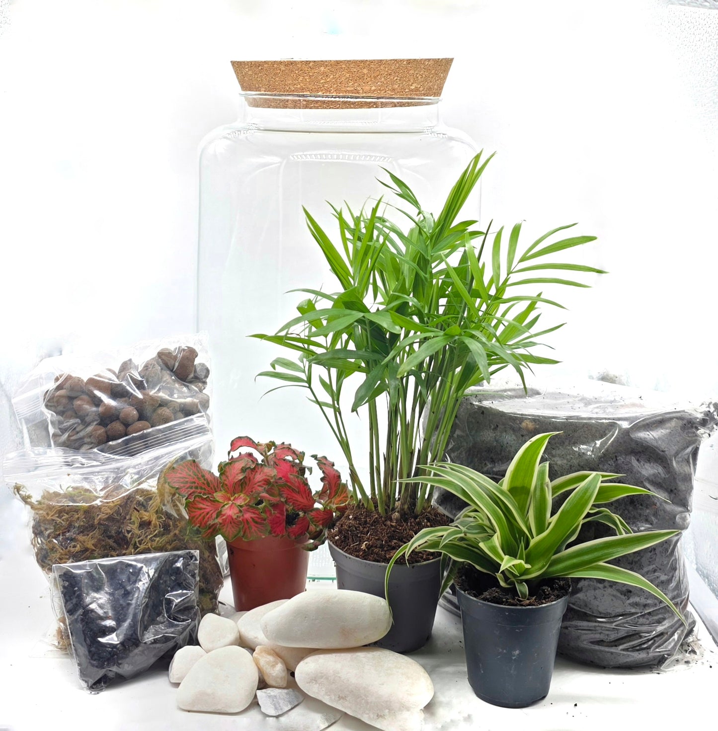 Closed Terrarium Starter Bundle | Large DIY Terrarium Kit + Extra Base Kit