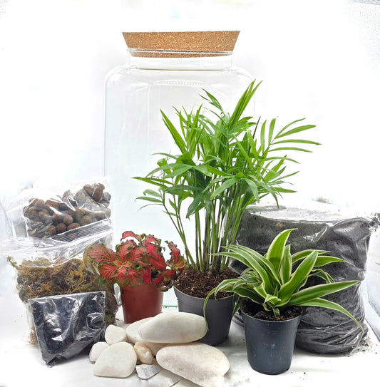 Closed Terrarium Starter Bundle | Large DIY Terrarium Kit + Extra Base Kit