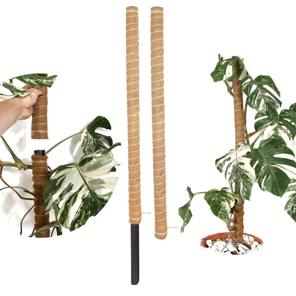 Extendable Coco Coir Moss Pole