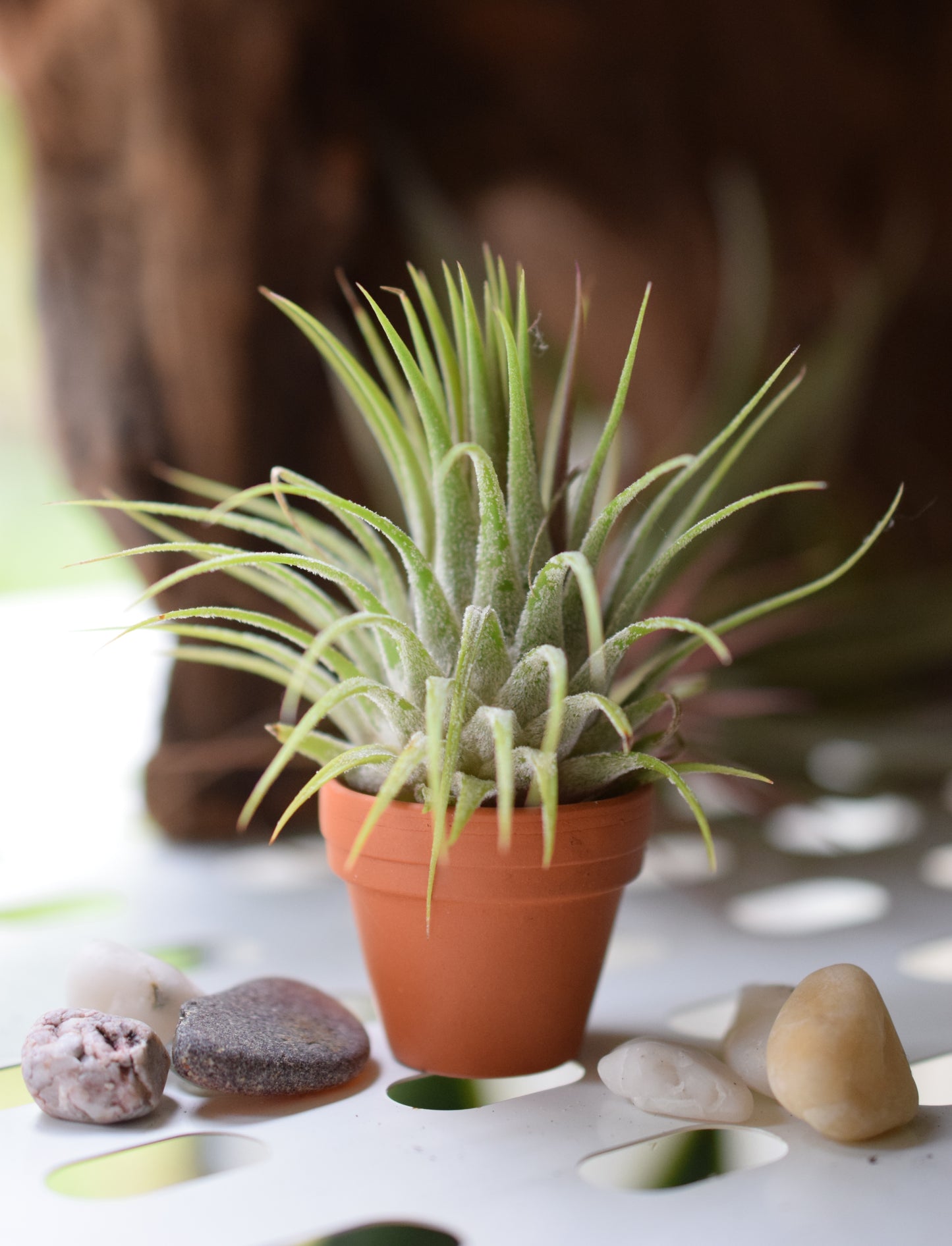 Mini Terracota Pot with Air Plant