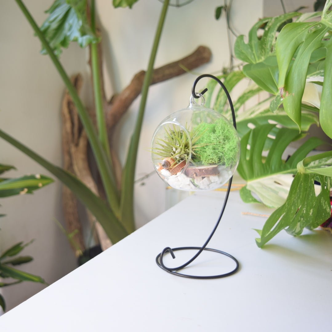 Green Air Plant with Green Moss on a black metal stand