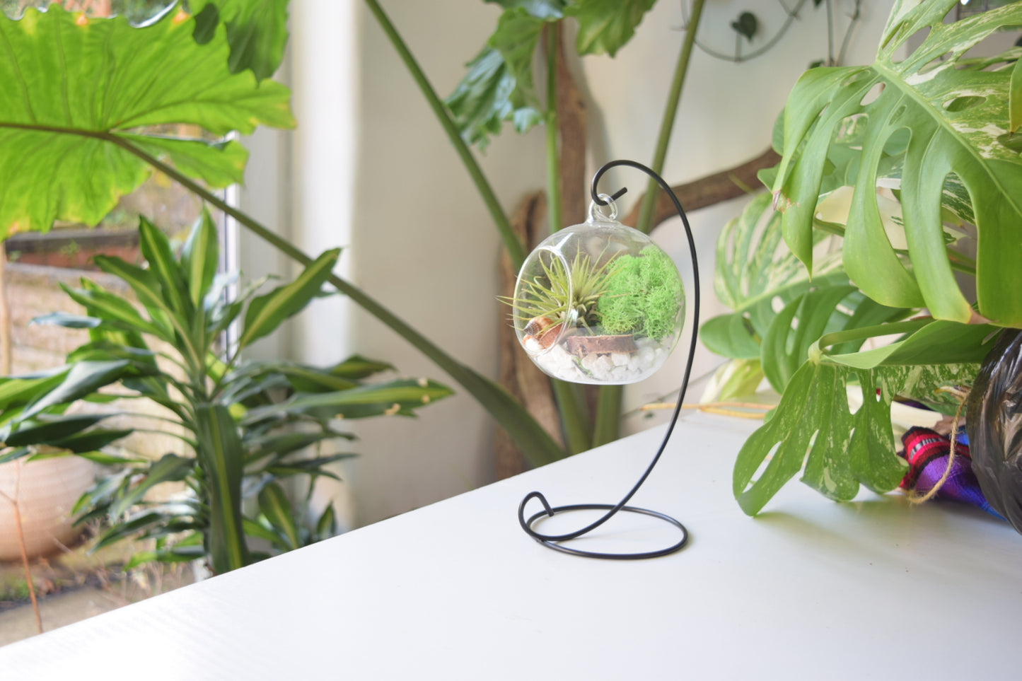 DIY Terrarium Air Plant Kit - Green Moss - Black Plant Stand