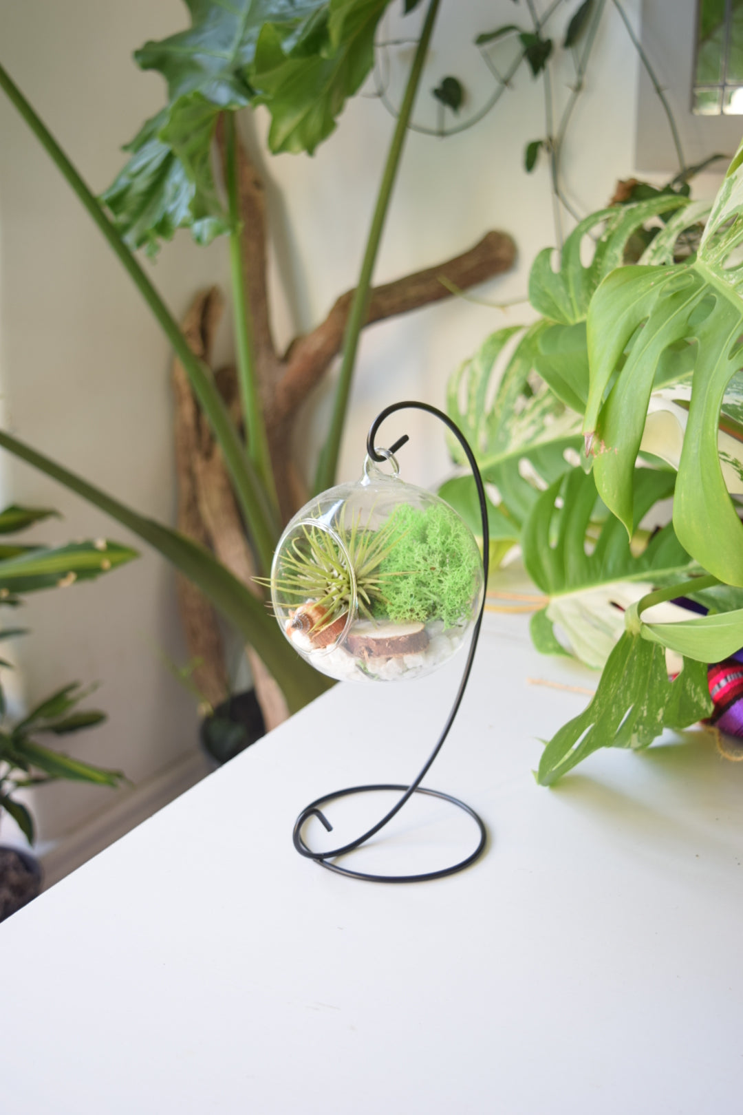 DIY Terrarium Air Plant Kit - Green Moss - Black Plant Stand