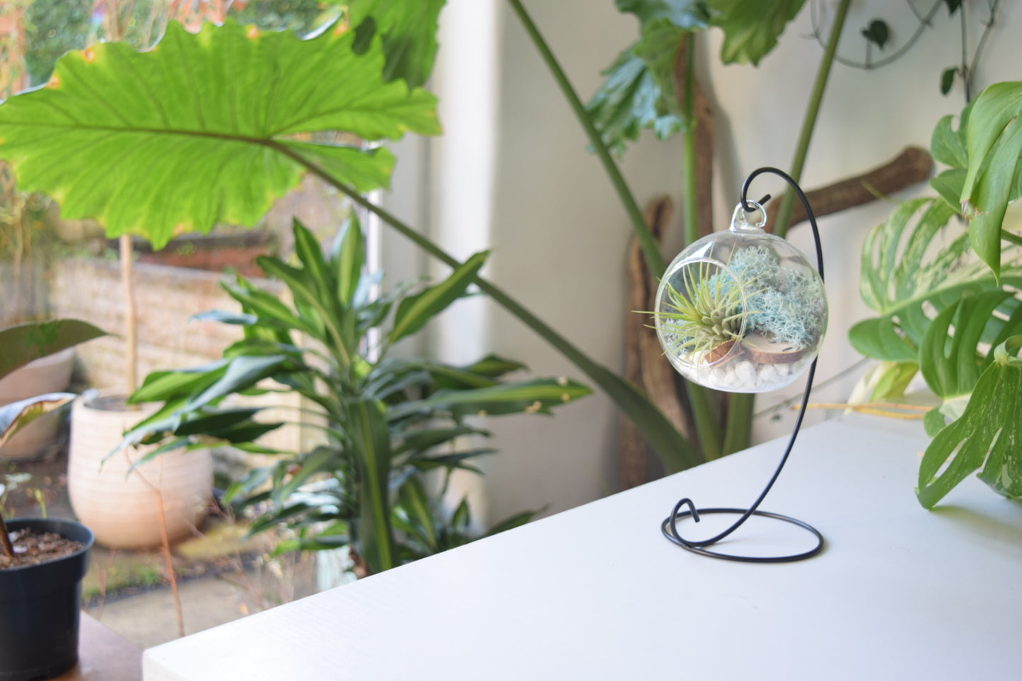 DIY Terrarium Air Plant Kit - Light Blue Moss - Black Plant Stand