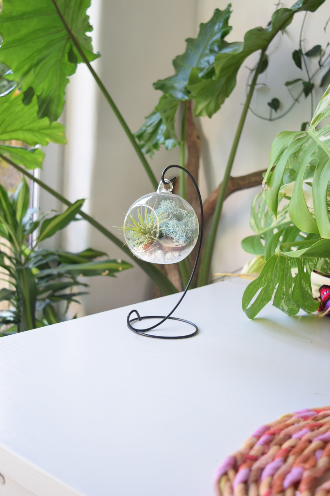 DIY Terrarium Air Plant Kit - Light Blue Moss - Black Plant Stand