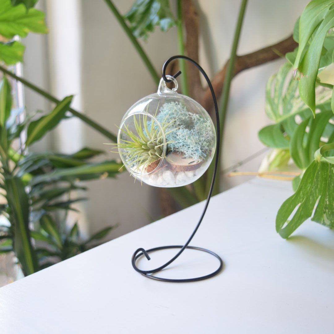 Green Air Plant with Light Blue Moss on a black metal stand