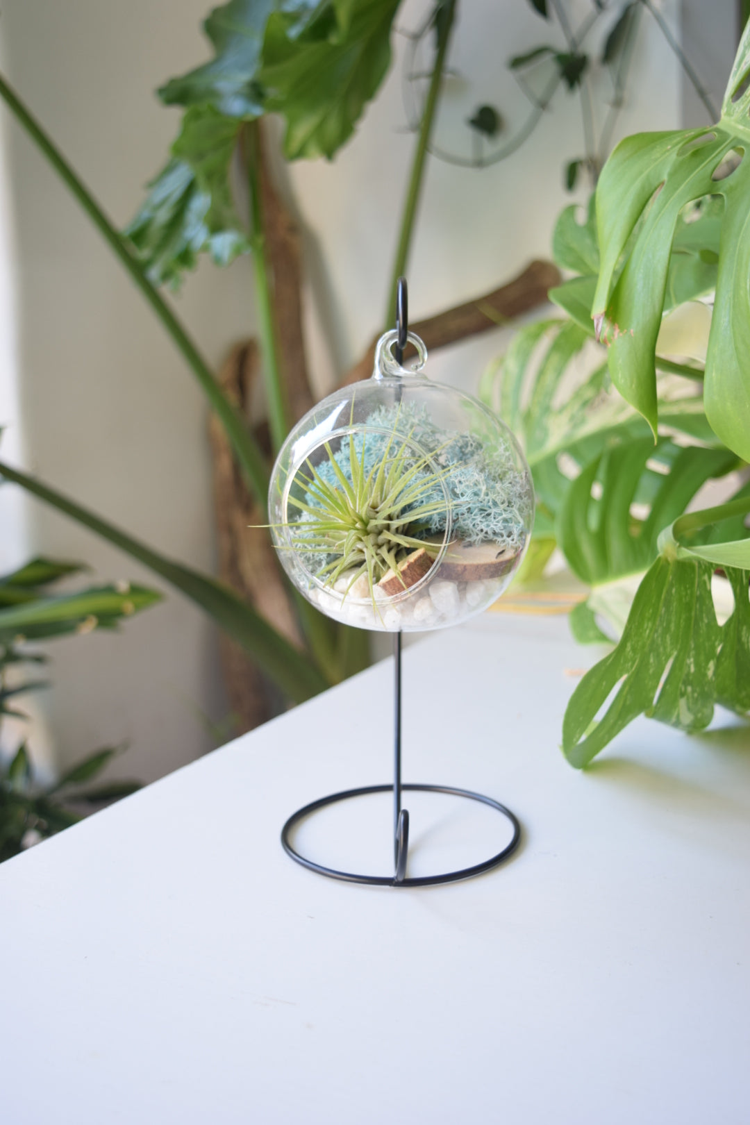 DIY Terrarium Air Plant Kit - Light Blue Moss - Black Plant Stand