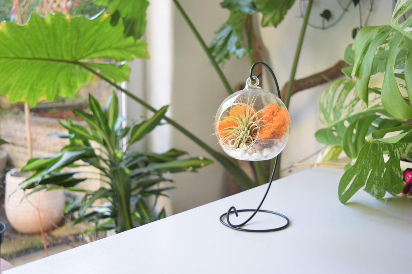 DIY Terrarium Air Plant Kit - Orange Moss - Black Plant Stand