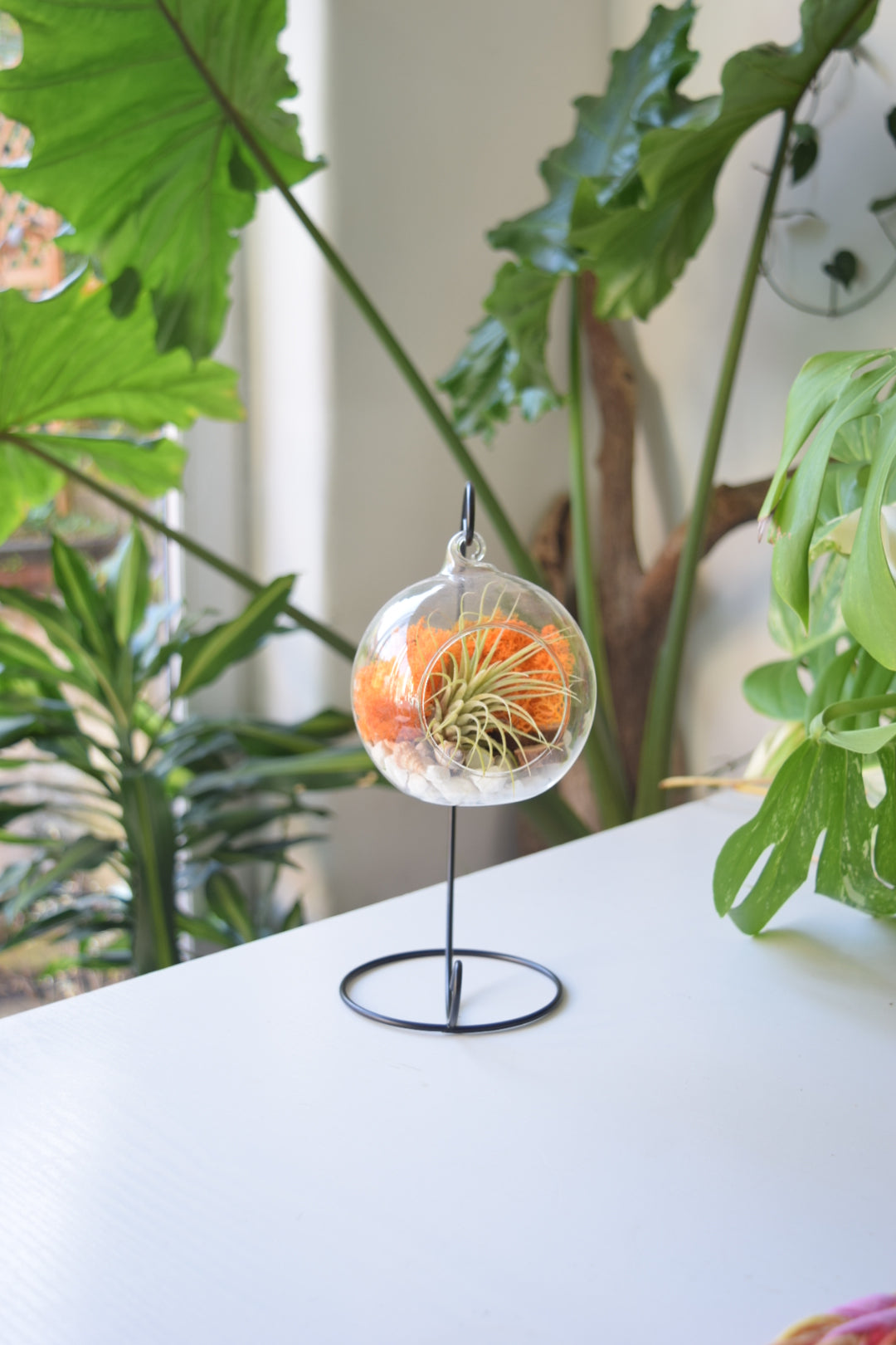 DIY Terrarium Air Plant Kit - Orange Moss - Black Plant Stand