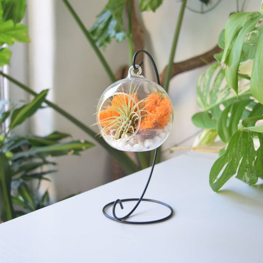 Green Air Plant with orange Moss on a black metal stand