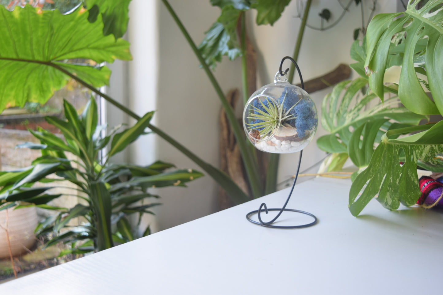 DIY Air Plant Terrarium Kit with Display Stand