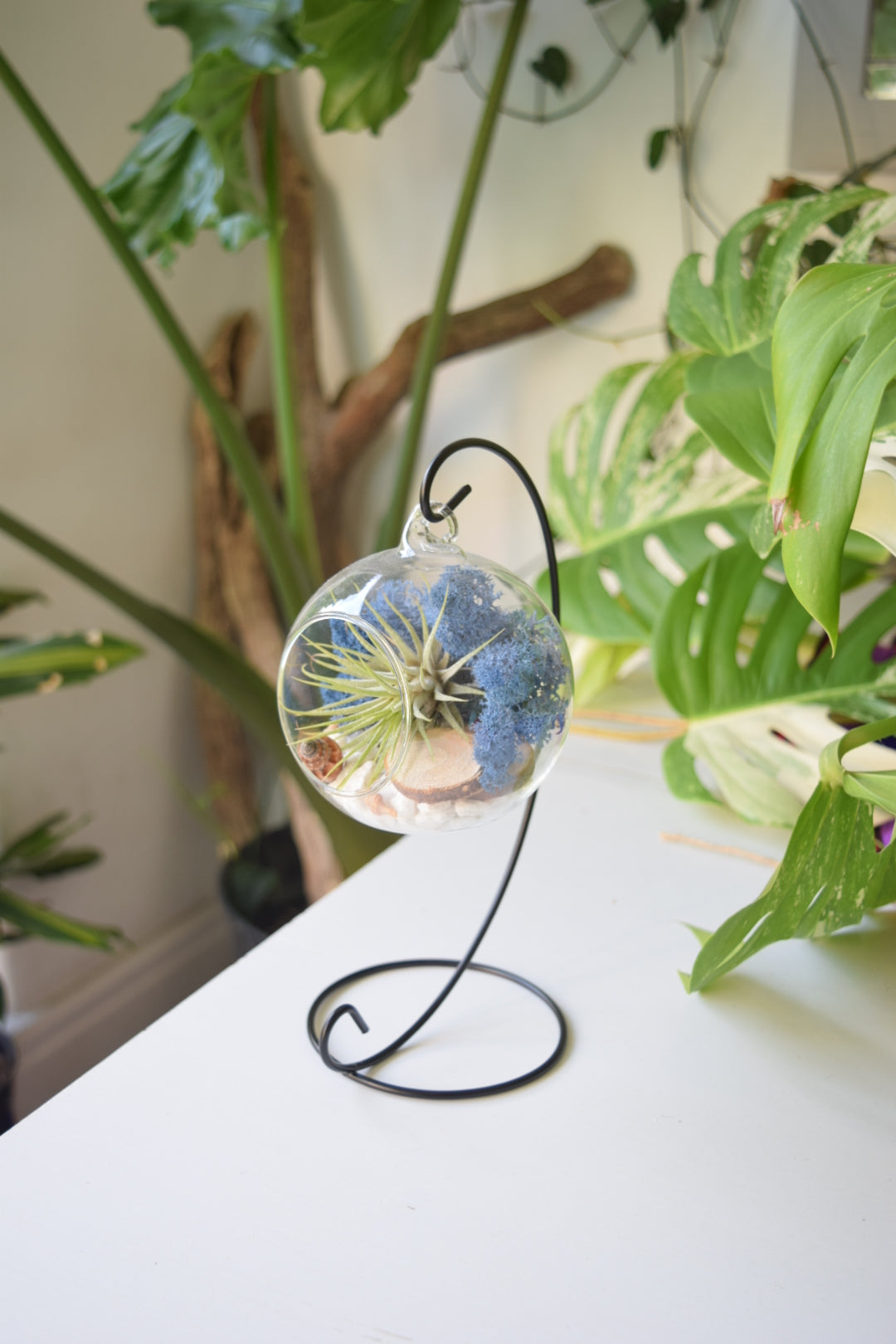 DIY Air Plant Terrarium Kit with Display Stand