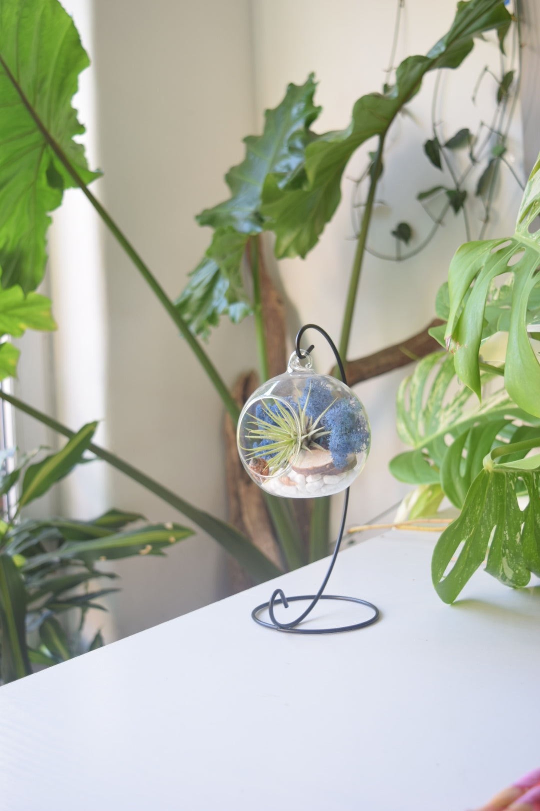 DIY Air Plant Terrarium Kit with Display Stand