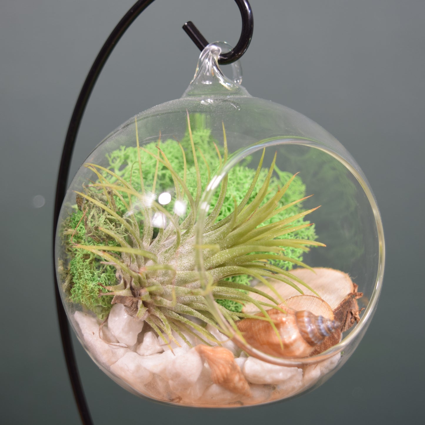 DIY Terrarium Air Plant Kit - Green Moss - Black Plant Stand