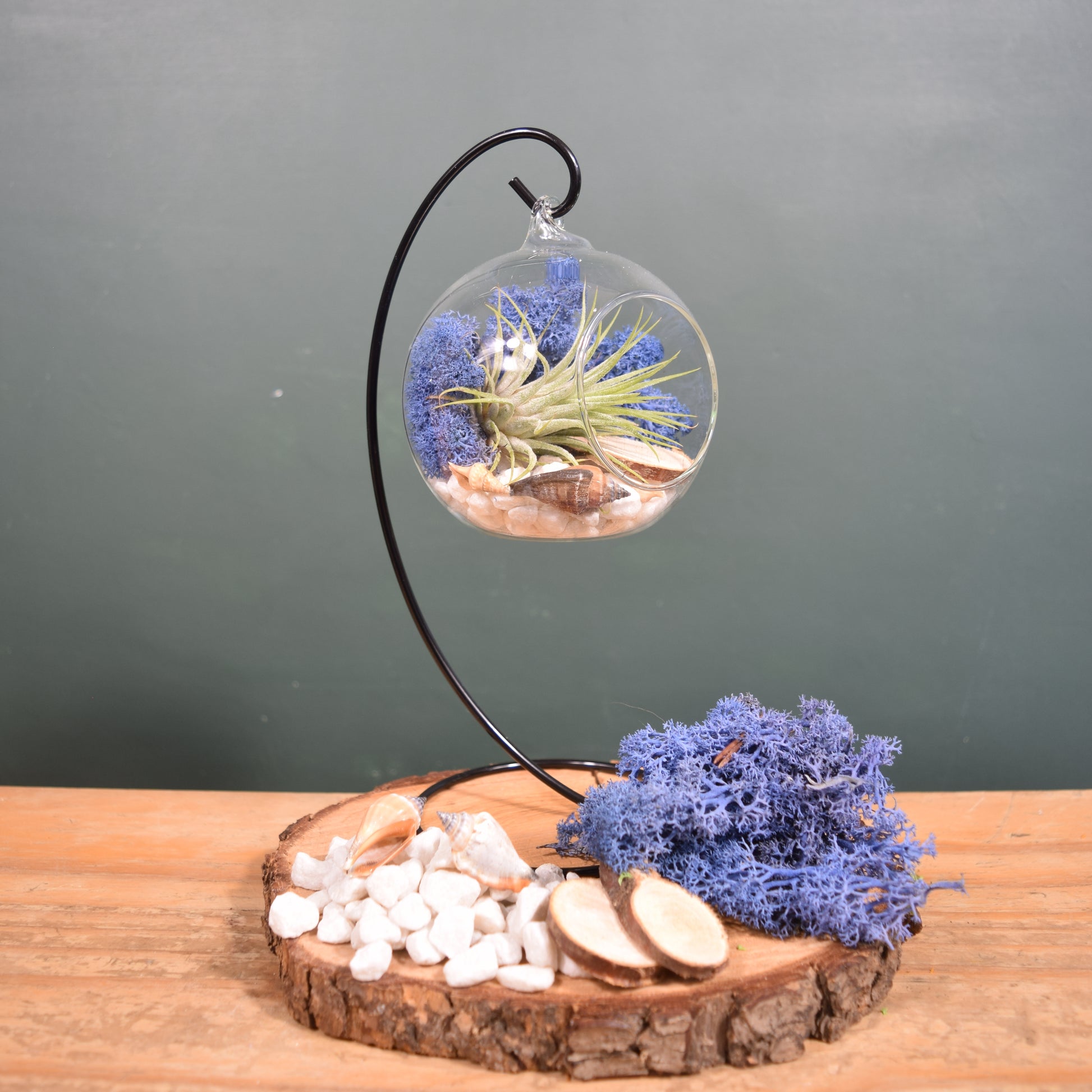 air plant terrarium uk DIY Air Plant Terrarium Kit with Display Stand – The Botanic Hub