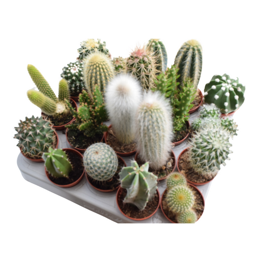 Cacti Mix - Cactus