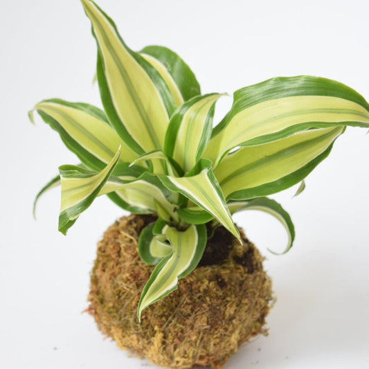 Kokedama Houseplant Kit with Plant | Home & Garden | Plant Gift | Houseplant | Low Maintenance Plant | Moss | Terrarium Plants