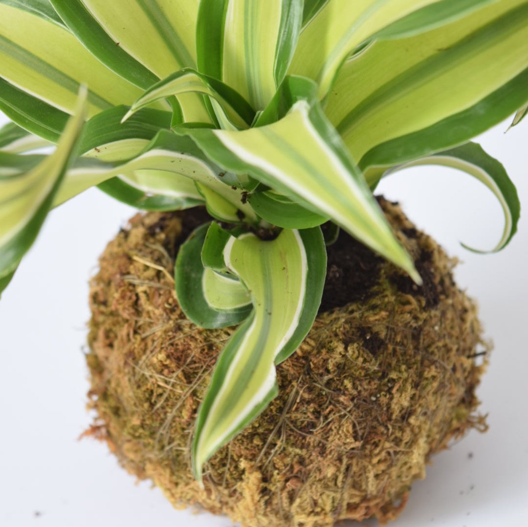 Kokedama Houseplant Kit with Plant | Home & Garden | Plant Gift | Houseplant | Low Maintenance Plant | Moss | Terrarium Plants