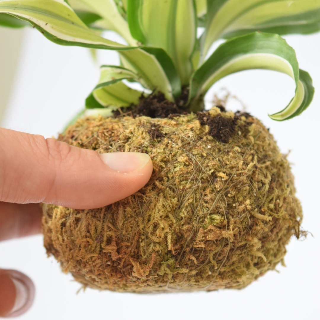 Kokedama Houseplant Kit with Plant | Home & Garden | Plant Gift | Houseplant | Low Maintenance Plant | Moss | Terrarium Plants