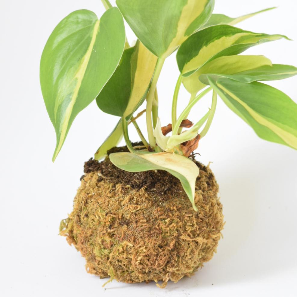 Kokedama Houseplant Kit with Plant | Home & Garden | Plant Gift | Houseplant | Low Maintenance Plant | Moss | Terrarium Plants