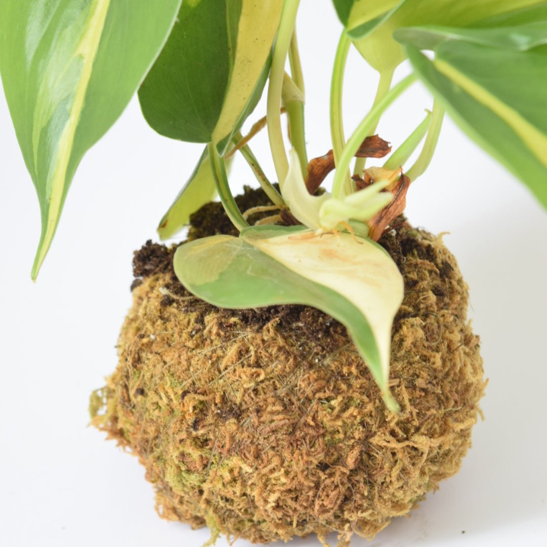 Kokedama Houseplant Kit with Plant | Home & Garden | Plant Gift | Houseplant | Low Maintenance Plant | Moss | Terrarium Plants