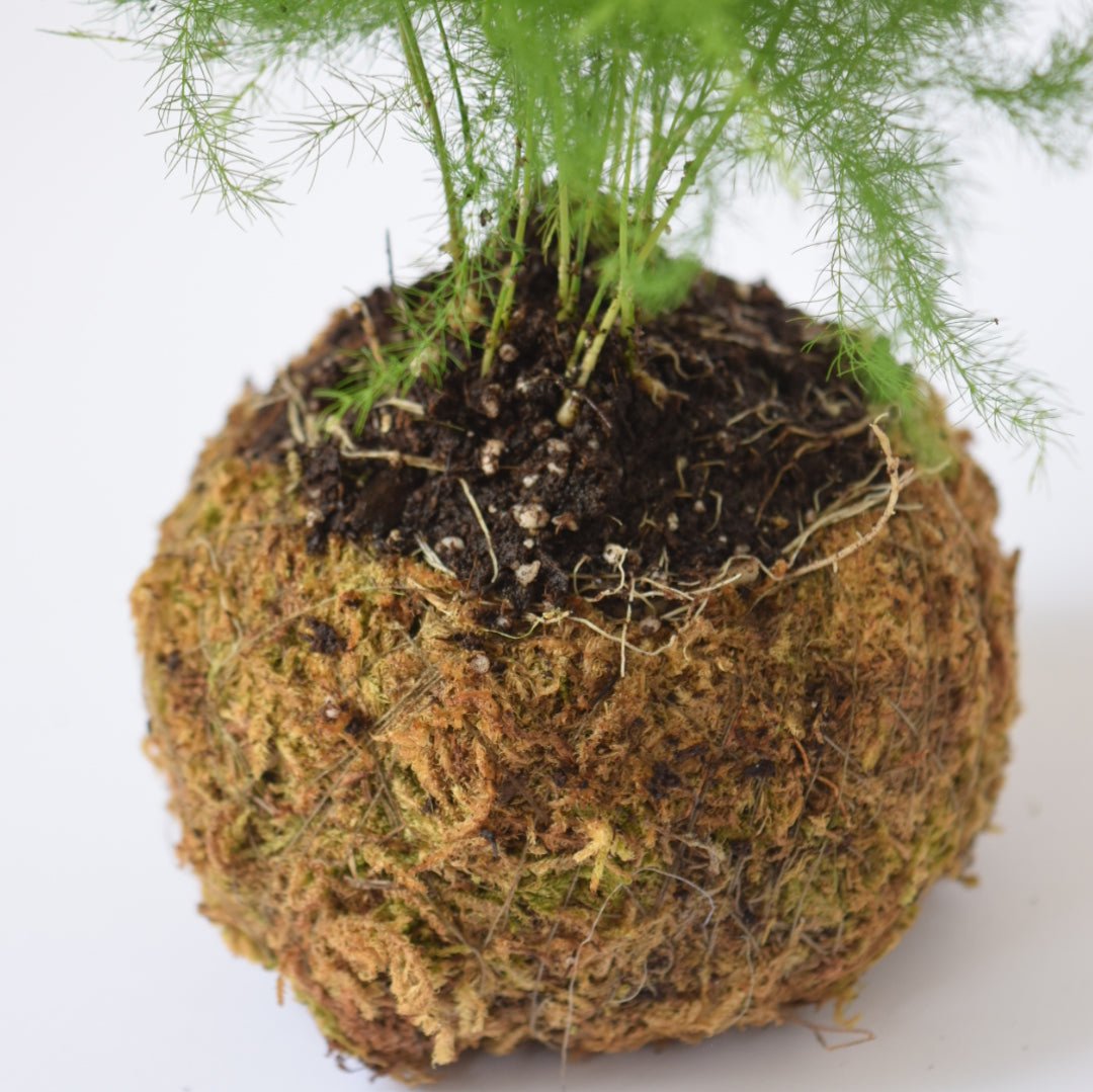 Kokedama Houseplant Kit with Plant | Home & Garden | Plant Gift | Houseplant | Low Maintenance Plant | Moss | Terrarium Plants