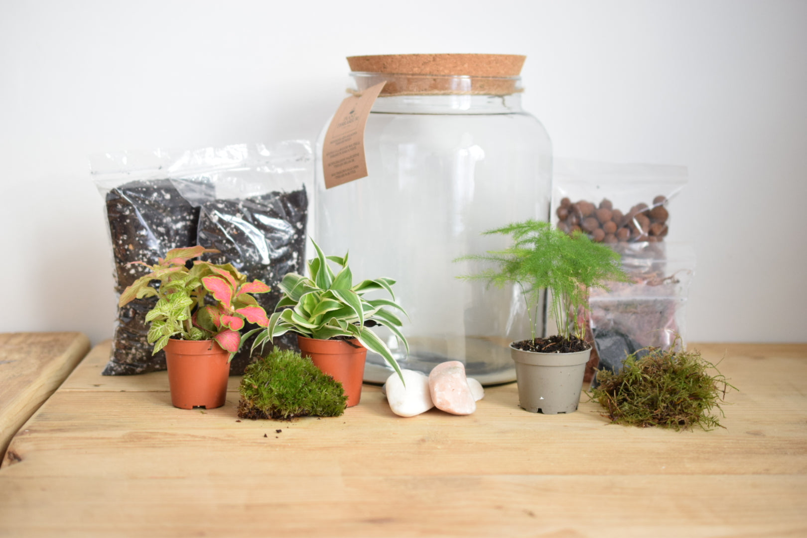 Terrarium Kit with Plants - Closed Terrarium - Terrarium Plants - Mini Garden