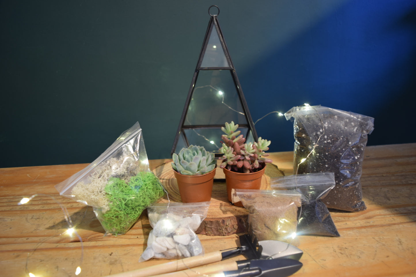 Geometric Terrarium with Plant Succulent or Cactus - Plant Gift