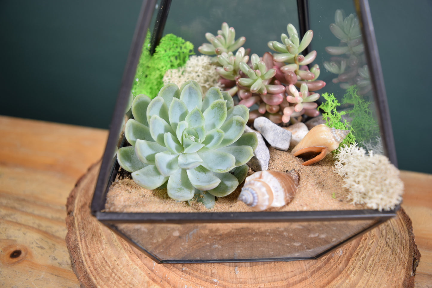 Geometric Terrarium with Plant Succulent or Cactus - Plant Gift