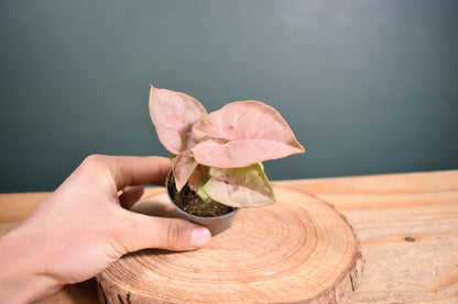 Syngonium Pink Neon Plant - 6cm Pot - Plant Gift - Glass Terrarium - DIY terrarium kit Fittonia - Terrarium Baby Plants