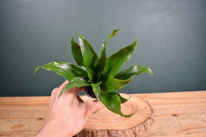Dracaena fragrans compacta - Desk Plant Gift - Glass Terrarium - DIY terrarium kit Fittonia - Terrarium Baby Plants