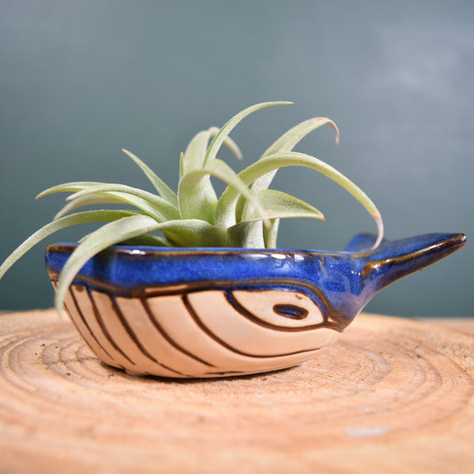 Ceramic Whale with Air Plant - Air Plant Holder