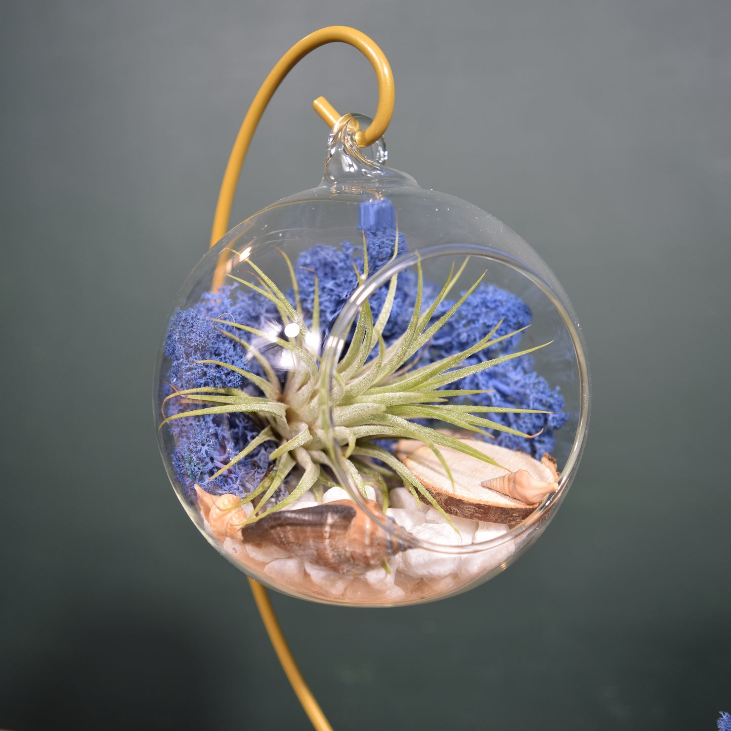 DIY Terrarium Air Plant Kit - Royal Blue Moss -  Gold Plant Stand