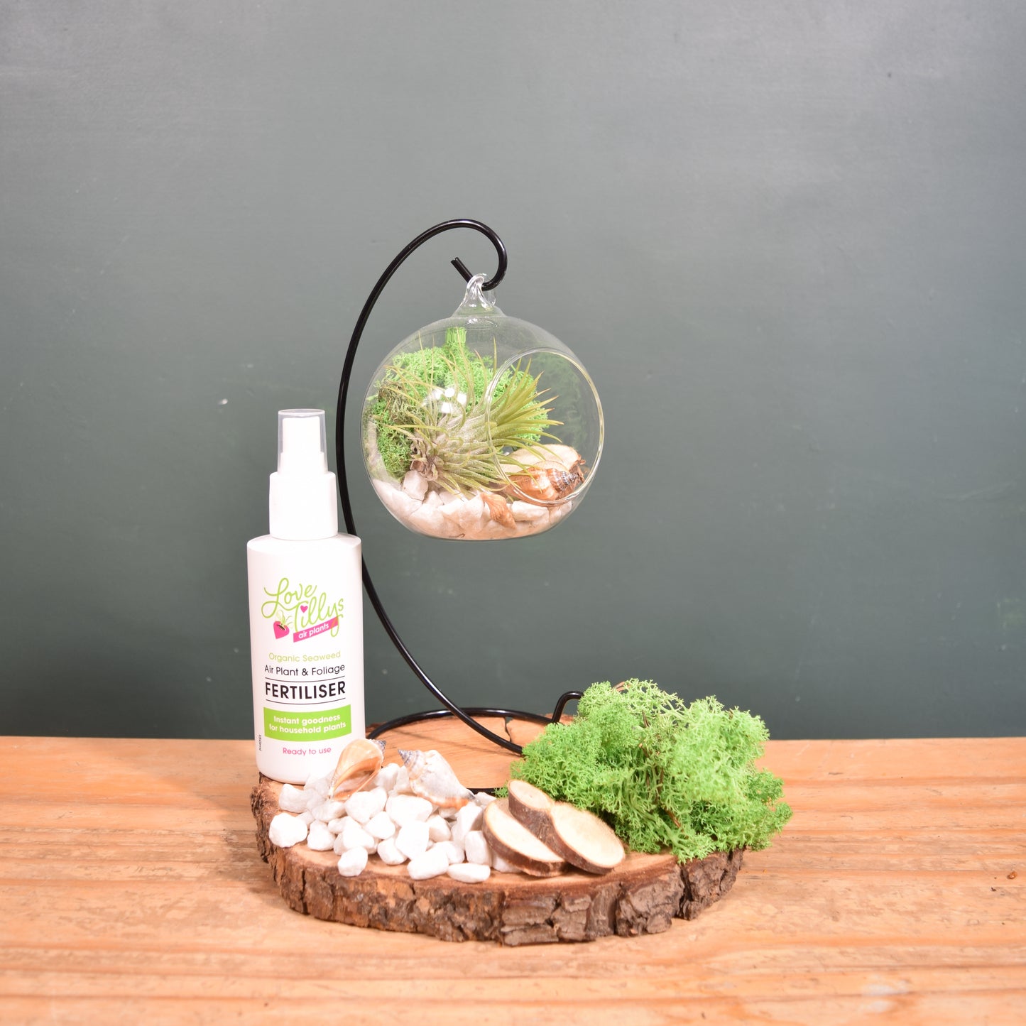 DIY Terrarium Air Plant Kit - Green Moss - Black Plant Stand