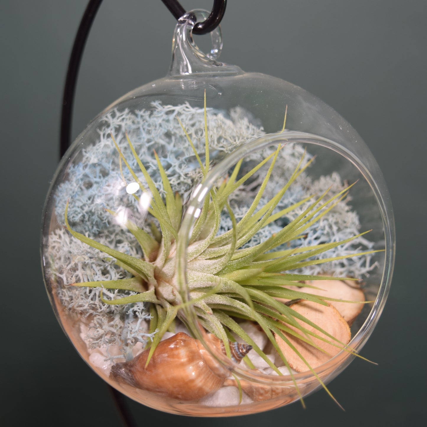 DIY Terrarium Air Plant Kit - Light Blue Moss - Black Plant Stand