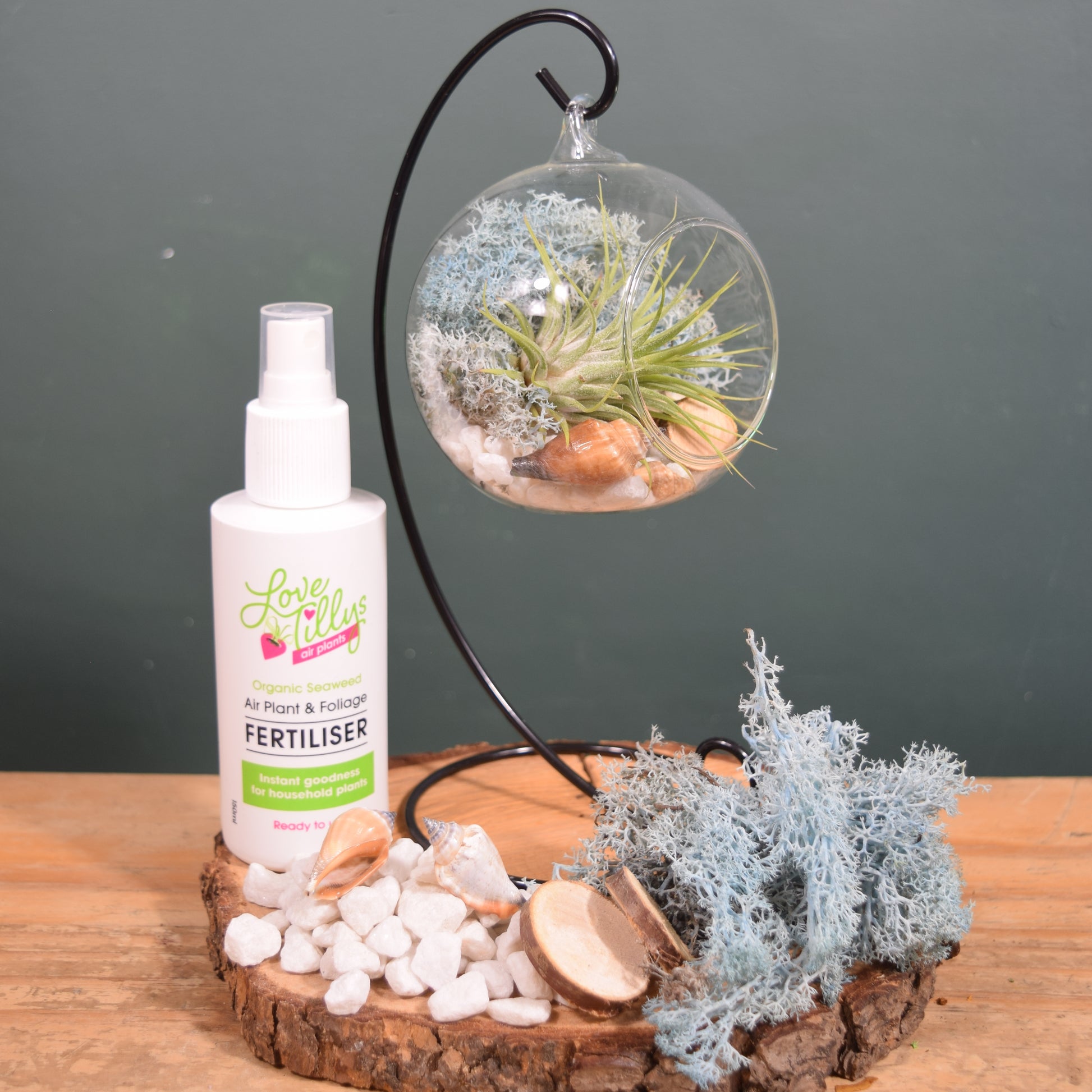 where to buy air plants uk DIY Terrarium Air Plant Kit - Light Blue Moss