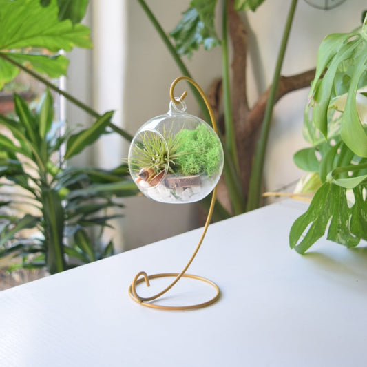 Green Air Plant with Green Moss on a gold metal stand