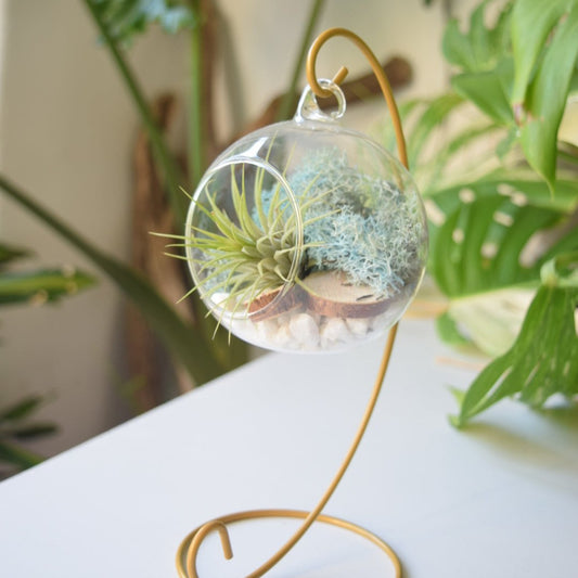 Air Plant in Glass Ball on a gold stand