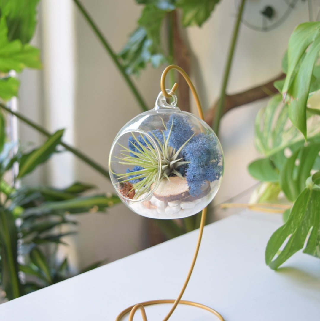 Air plant with blue moss on a gold stand display