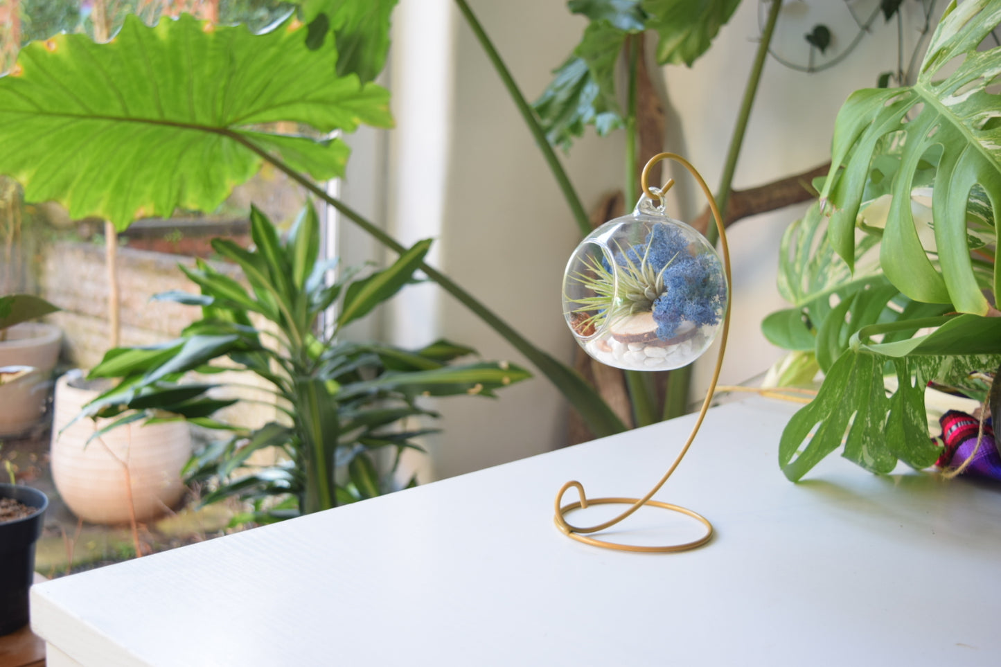 DIY Terrarium Air Plant Kit - Royal Blue Moss -  Gold Plant Stand