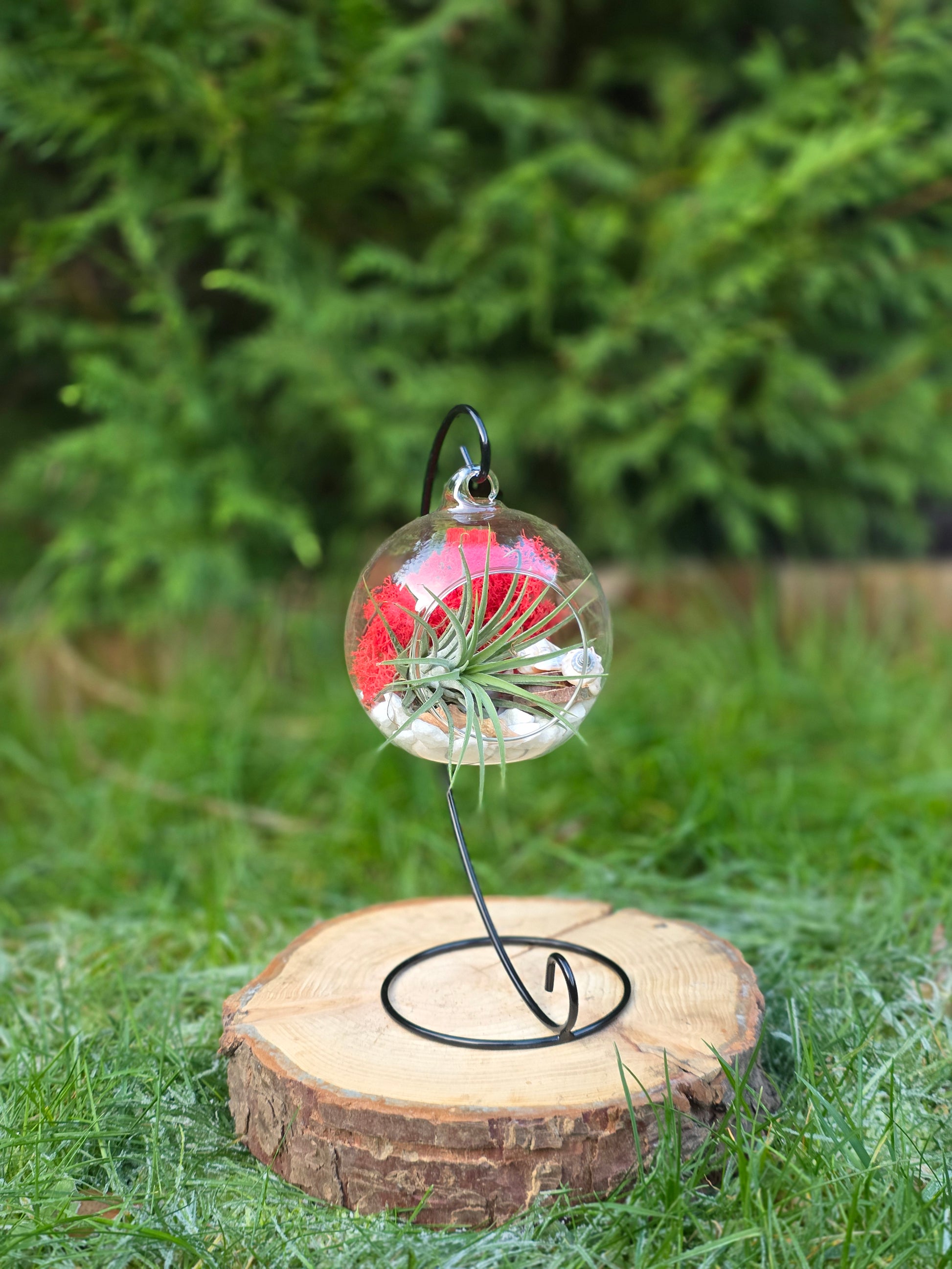 Glass ball with red moss and green air plant