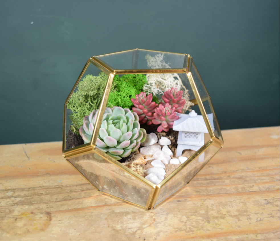 Gold Geometric Terrarium Kit with Succulent or Cactus | Christmas Plant Gift