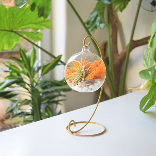 Air plant display with orange moss and a gold metal stand